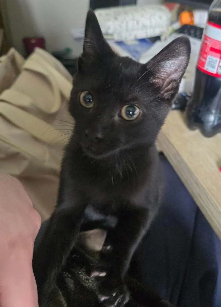 A baby small-sized female Black Domestic Short Hair cat named KarloRose for adoption in Papillion, NE