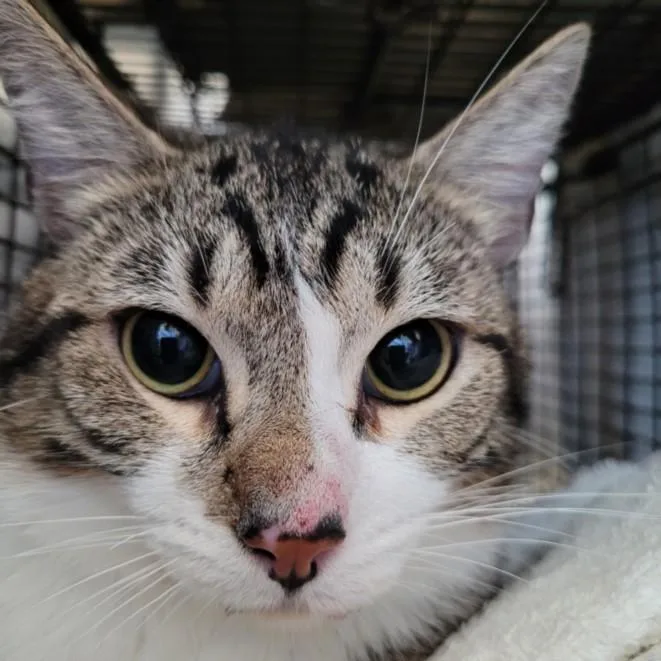 An adult medium-sized male Domestic Short Hair cat named Yashica for adoption in Los Angeles, CA