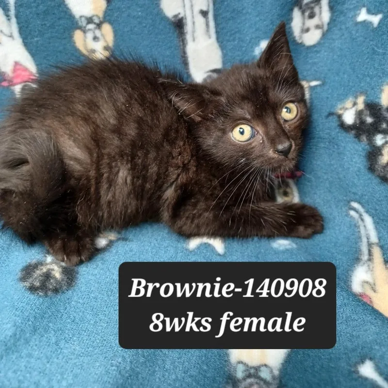 Brownie