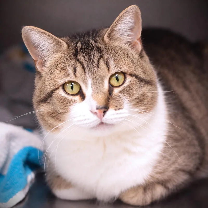 A senior large-sized male Domestic Short Hair cat named August for adoption in Amsterdam, NY