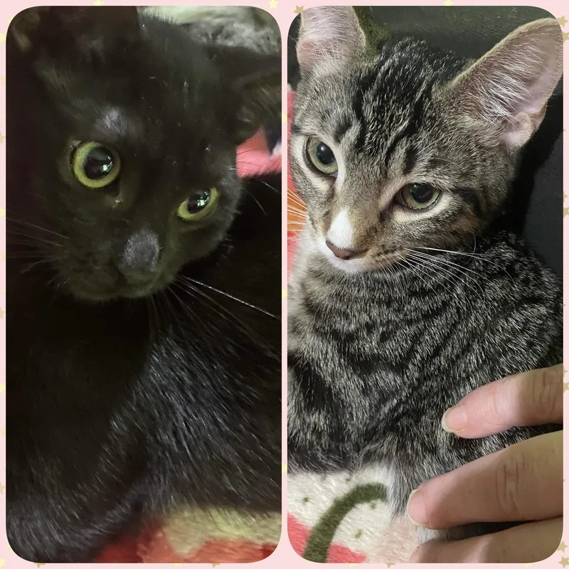 A baby small-sized female Black Domestic Short Hair cat named Marshmallow & Gelato for adoption in Liverpool, TX