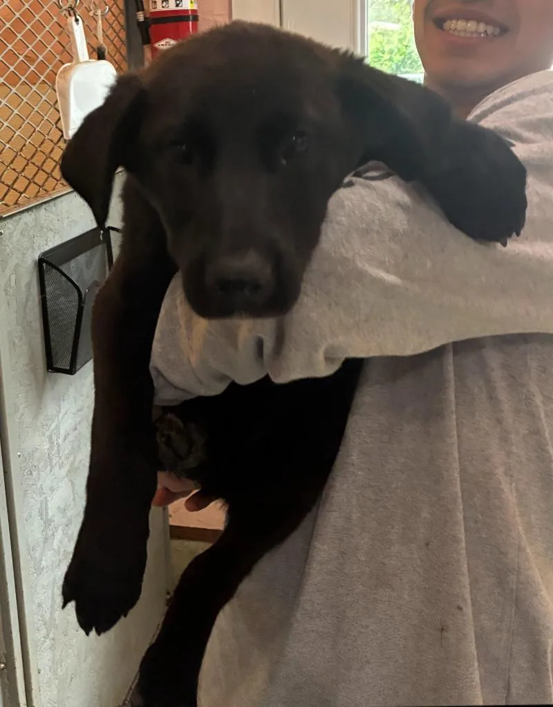A baby medium-sized female Black Labrador Retriever dog named Pansy for adoption in Thompson Falls, MT