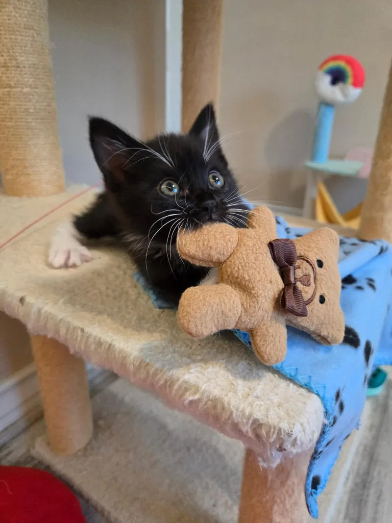 A baby medium-sized male Black & White / Tuxedo Domestic Short Hair cat named Lucky for adoption in Pacific Palisades, CA