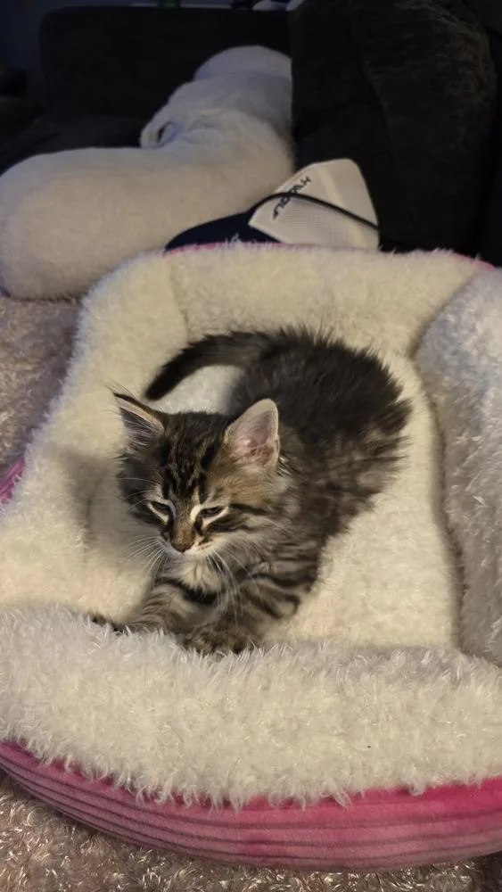 A baby medium-sized male Black Domestic Long Hair cat named Cotton for adoption in Clinton Township, MI