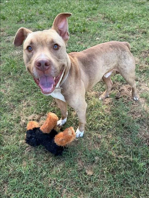 A young large-sized male Pit Bull Terrier dog named A for adoption in Conroe, TX