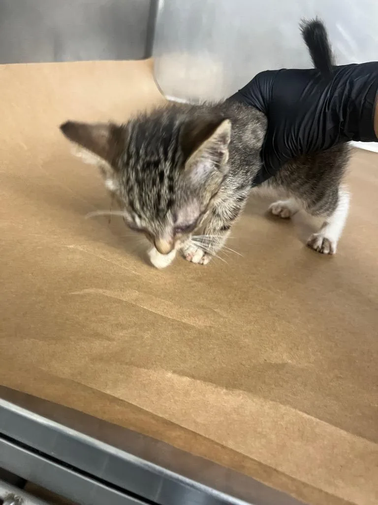 A baby small-sized male Domestic Short Hair cat named Ash for adoption in Cartersville , GA