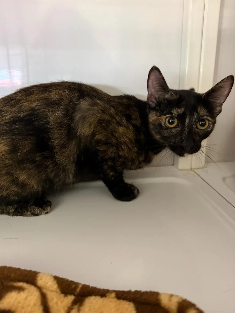 A baby medium-sized female Domestic Short Hair cat named Spitfire for adoption in Peoria, AZ