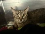 A young medium-sized female Tabby (Brown / Chocolate) Domestic Short Hair cat named Sophia for adoption in Manitowoc, WI