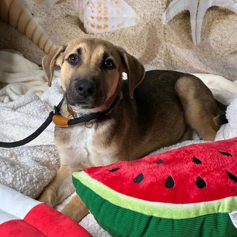 A young medium-sized male German Shepherd Dog dog named Rusher for adoption in Brownsboro, AL