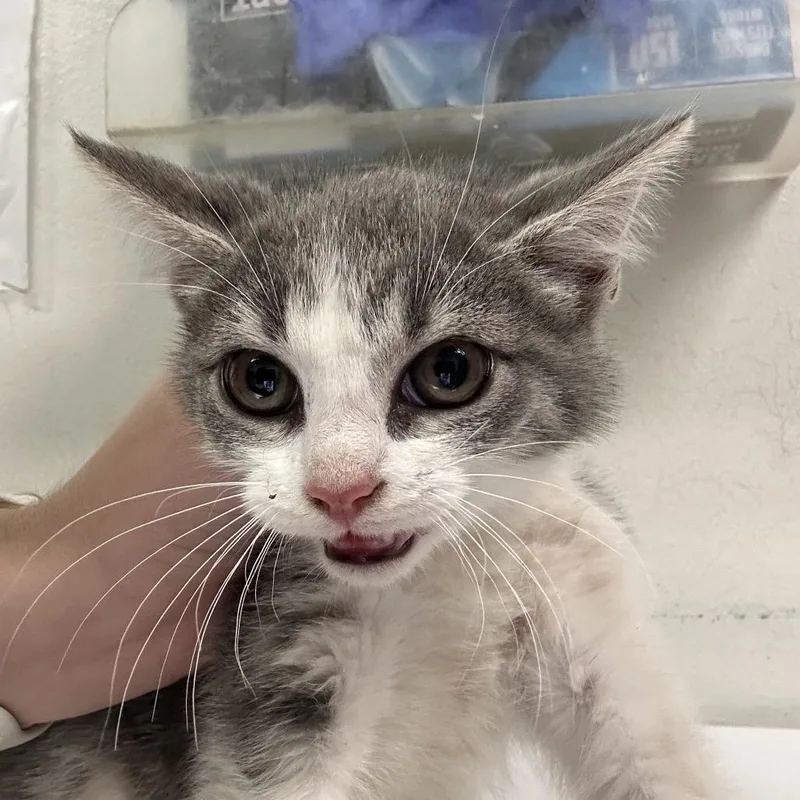 A baby small-sized female Gray / Blue / Silver Domestic Short Hair cat named Moonie for adoption in Charleston, WV