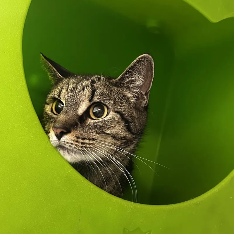 A senior medium-sized female Brown / Chocolate Domestic Short Hair cat named Silas for adoption in Waukesha, WI