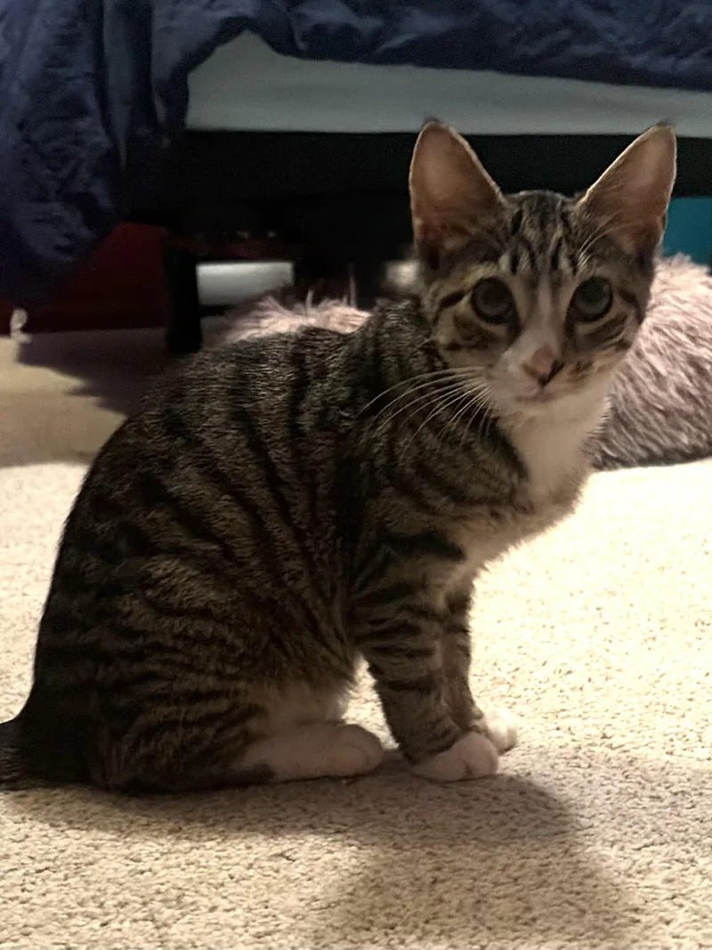 A baby small-sized female Domestic Short Hair cat named Shine for adoption in BREINIGSVILLE, PA