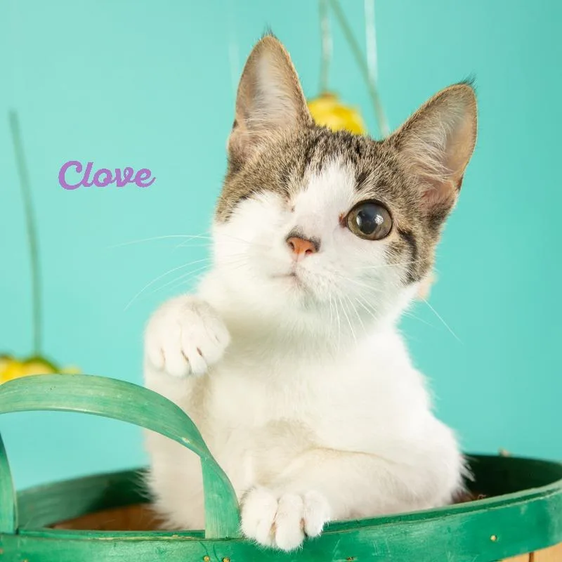 Clove