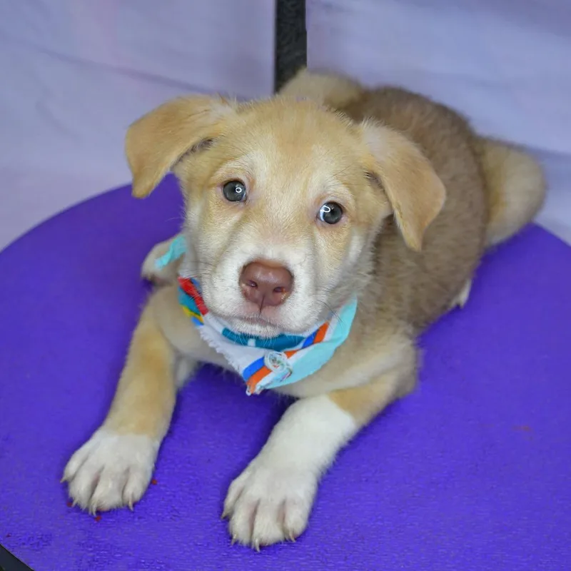 A baby small-sized male Yellow / Tan / Blond / Fawn Husky dog named Garlic Powder for adoption in Beaumont, TX