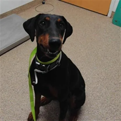 A young large-sized female Doberman Pinscher dog named Rya for adoption in Albuquerque, NM