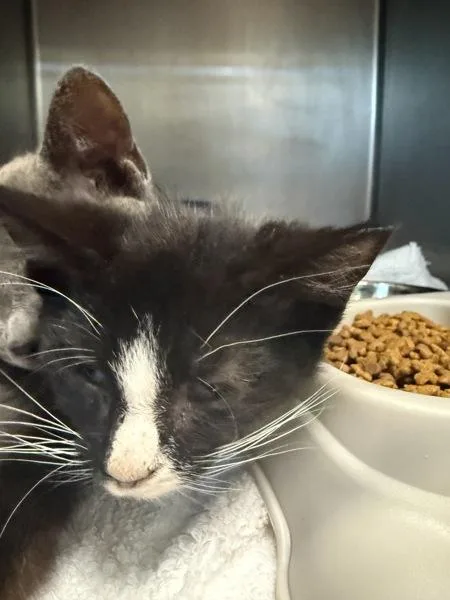 A baby small-sized female Domestic Short Hair cat named Zinnia for adoption in Salisbury, MD