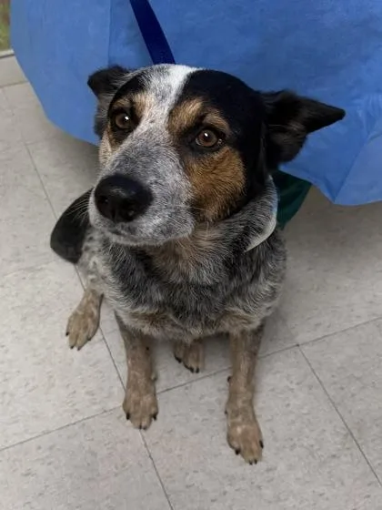 An adult medium-sized female Cattle Dog dog named Willow for adoption in San Antonio, TX