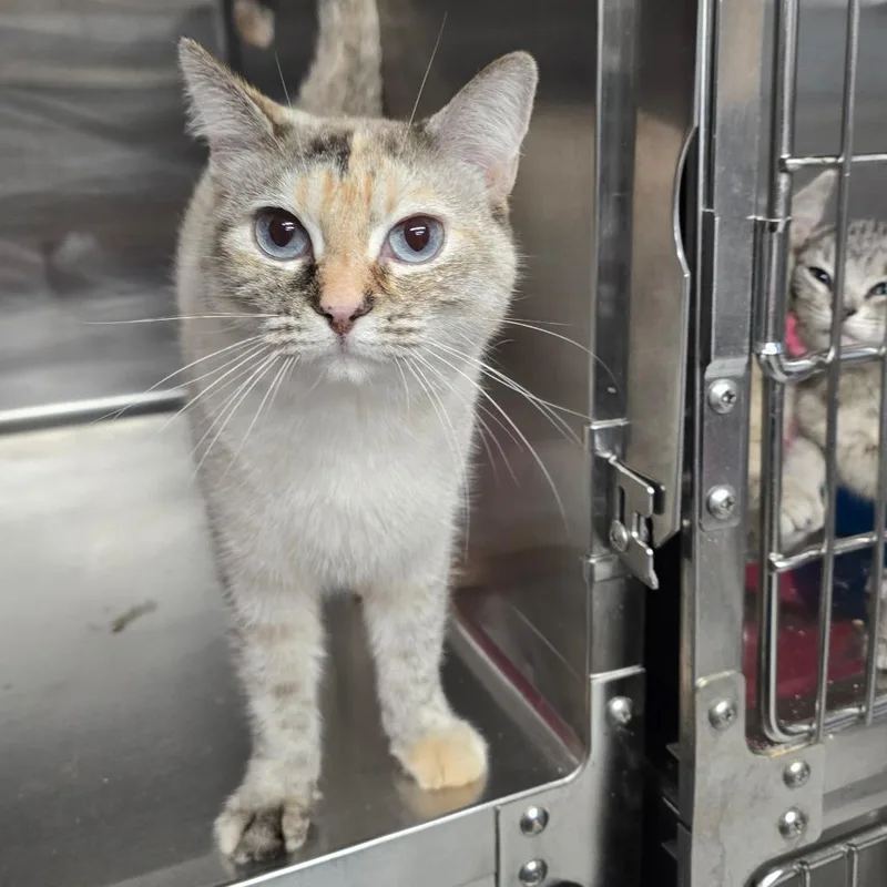 An adult medium-sized female Lilac Point American Shorthair cat named Honey for adoption in Spokane, WA
