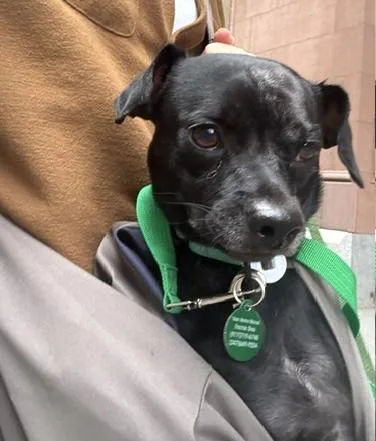 A young small-sized male Black Chihuahua dog named Steve for adoption in Brooklyn, NY