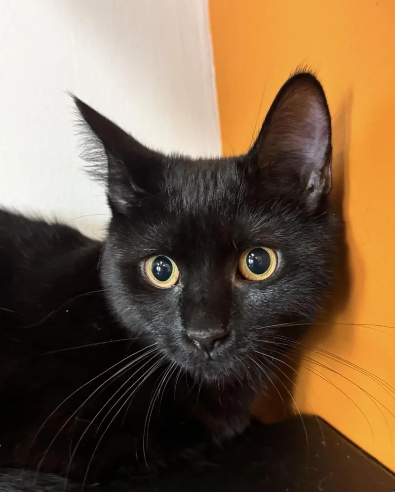 A baby medium-sized female Black Domestic Short Hair cat named Raisin for adoption in North Haven, CT
