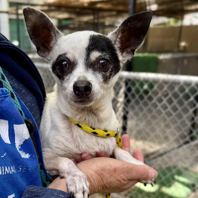A senior small-sized female Chihuahua dog named Patches for adoption in Oakland, CA