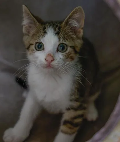 A baby medium-sized male Domestic Short Hair cat named Troy for adoption in Baraboo, WI