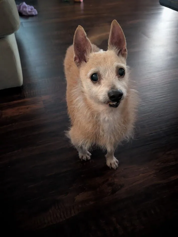 A senior small-sized female Yellow / Tan / Blond / Fawn Chihuahua dog named Jazzy J  CO for adoption in Bryan, TX