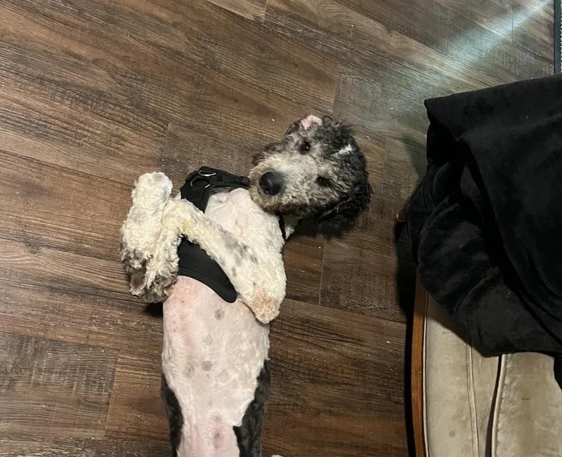 An adult large-sized male Tricolor (Brown, Black, & White) Poodle dog named Dahsum for adoption in Silver Spring, MD