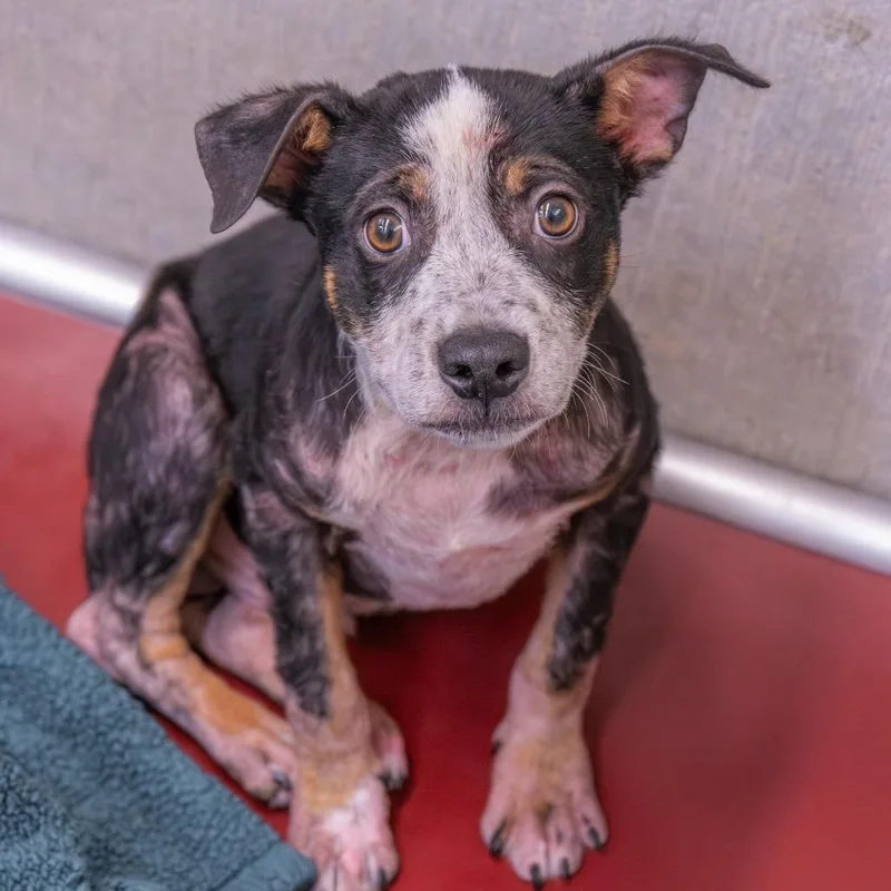 A baby small-sized male Black Pit Bull Terrier dog named Skeletor for adoption in Albuquerque, NM