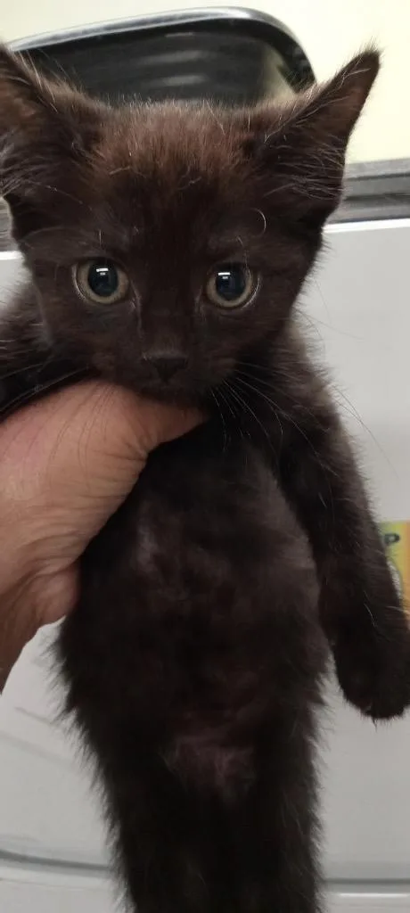 A baby medium-sized male Domestic Short Hair cat named Knight Rider for adoption in Auburn, IN