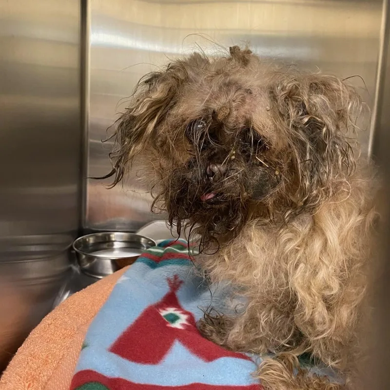 A senior small-sized female Yellow / Tan / Blond / Fawn Shih Tzu dog named Flower for adoption in Oak Ridge, NJ