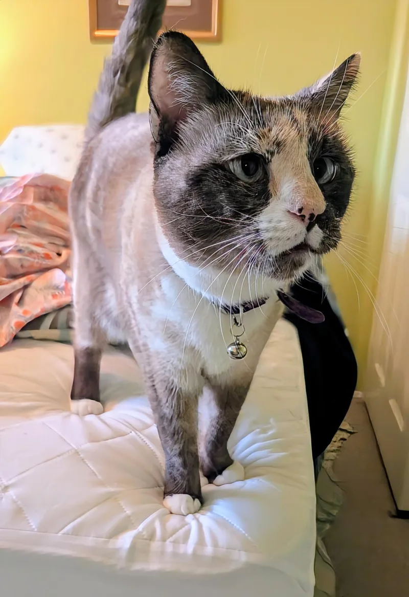 Bisquik Passion thumbnail 3