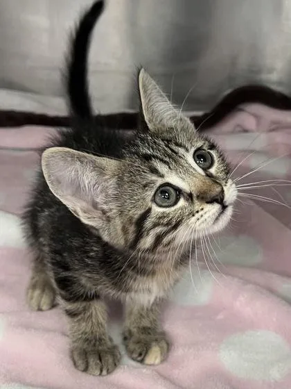 A baby small-sized female Domestic Short Hair cat named Ruby for adoption in Houston, TX