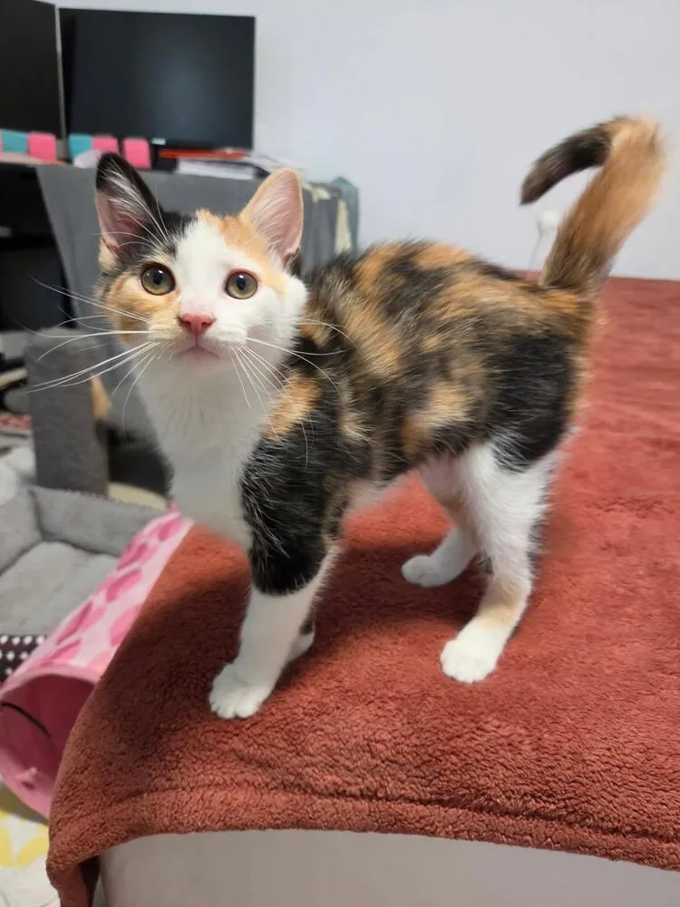 A baby small-sized female Domestic Short Hair cat named Tilly  A AW for adoption in Greenville, SC