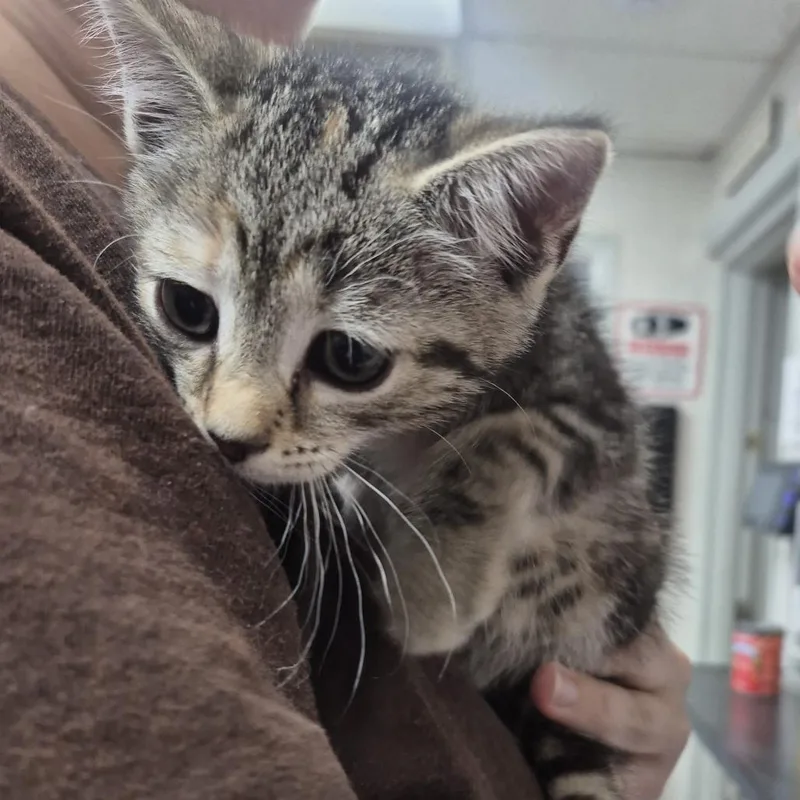 A baby small-sized female Brown / Chocolate Domestic Short Hair cat named Churchill Belle for adoption in Newark, NJ