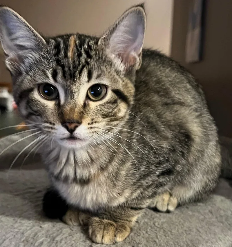 A baby medium-sized female Tabby (Gray / Blue / Silver) Domestic Short Hair cat named Juniper for adoption in Lenexa, KS