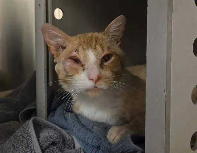 An adult medium-sized male Domestic Short Hair cat named Big Cheese for adoption in Martinez, CA