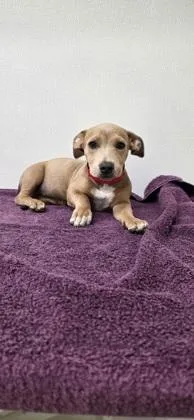 A young medium-sized female Mixed Breed dog named Mystery Machine for adoption in Phoenix, AZ