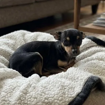 A baby medium-sized female Chihuahua dog named Daisy for adoption in Pittsfield, IL