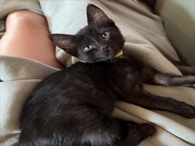 A baby small-sized female Domestic Short Hair cat named Pretty Baby for adoption in Woodland, CA