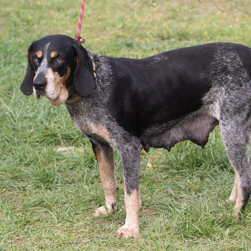 Carolina Gold thumbnail 2