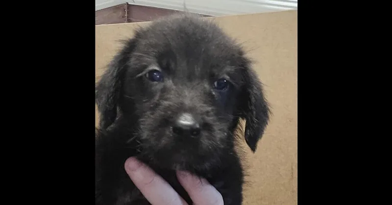 A baby small-sized male Black Terrier dog named Bruce for adoption in Papillion, NE