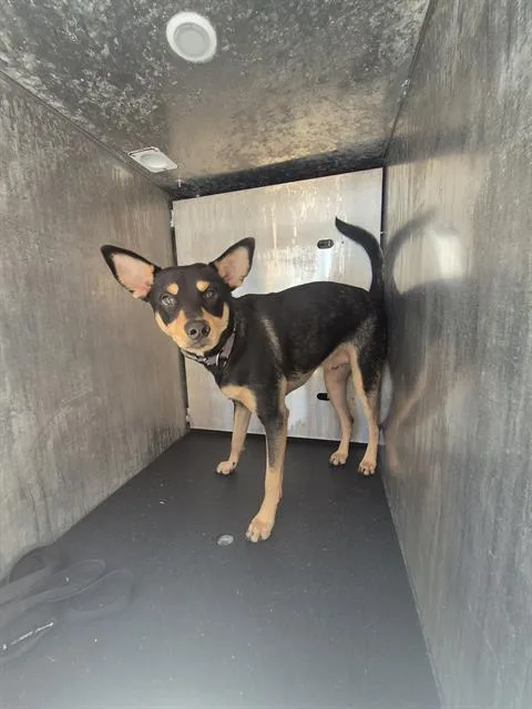 A young medium-sized male Chihuahua dog named Rollos Wade for adoption in San Antonio, TX