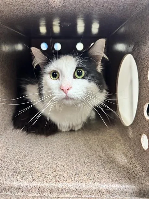An adult medium-sized male Domestic Medium Hair cat named Bob for adoption in Cookeville, TN