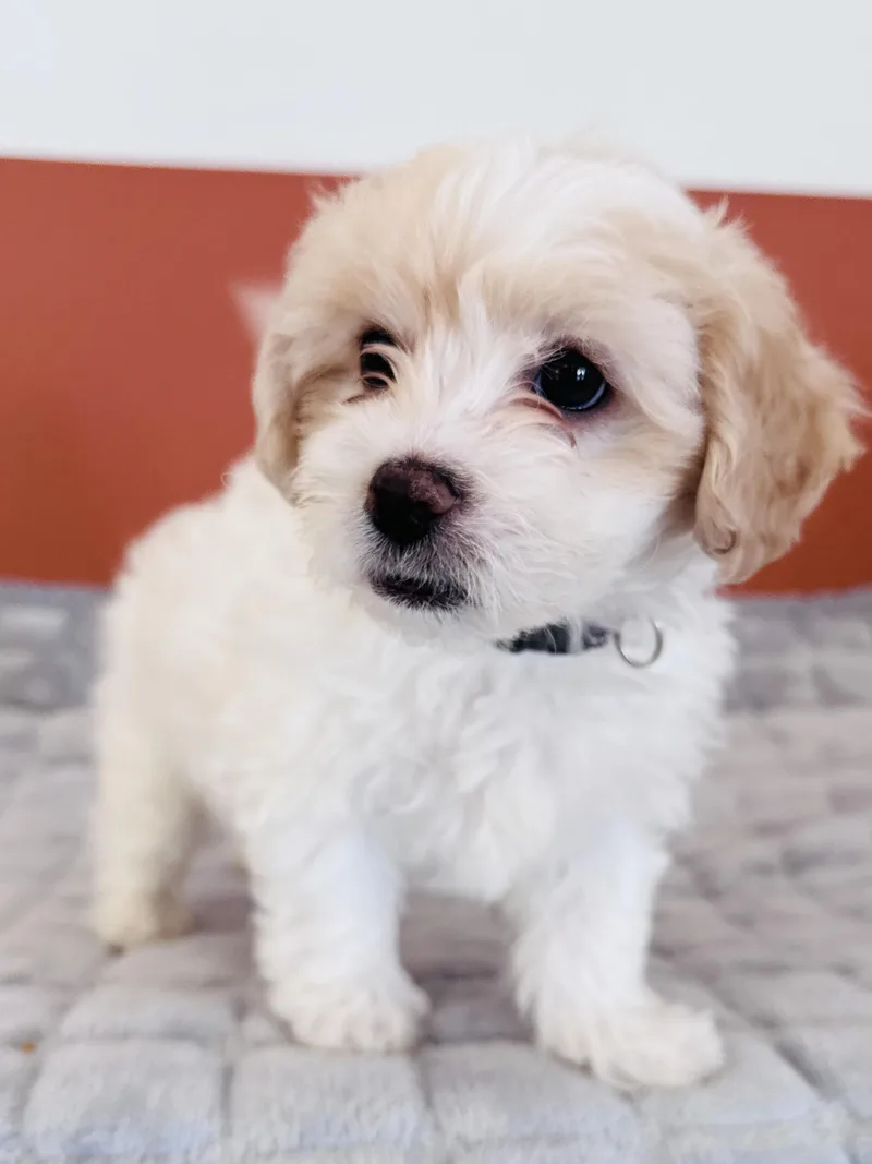 A baby small-sized male Shih Tzu dog named Bowie for adoption in Palatine, IL