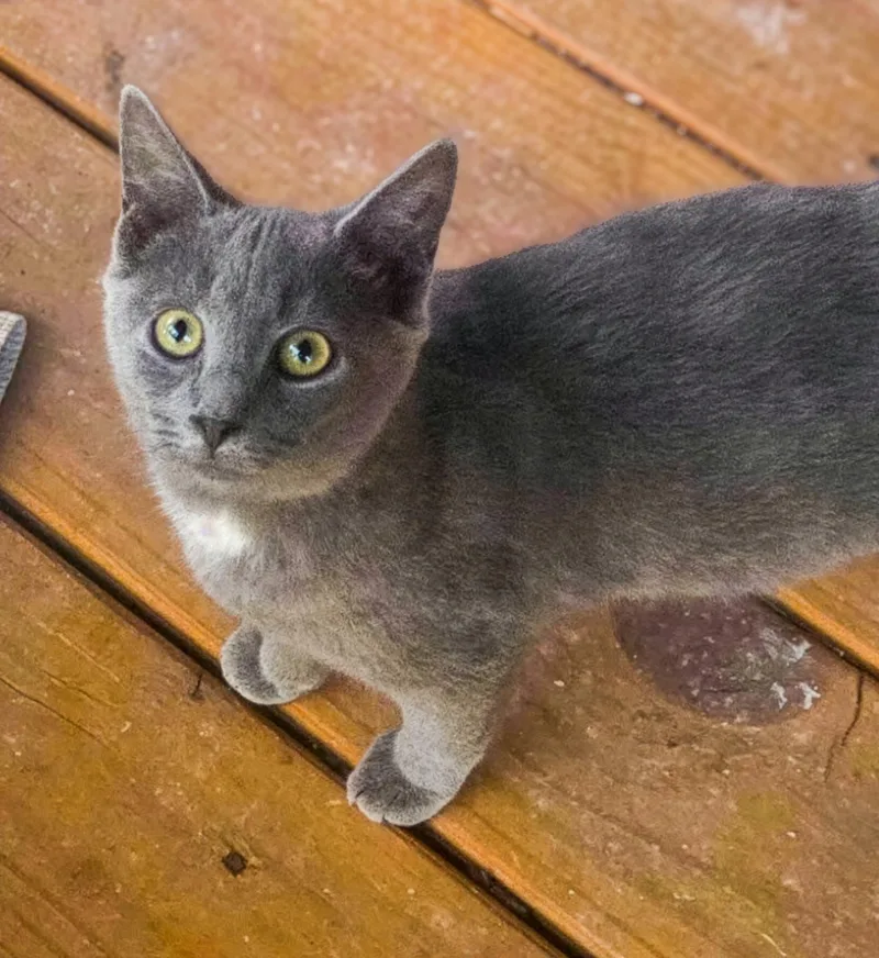 A baby medium-sized female Domestic Short Hair cat named Topeka for adoption in Columbia, SC
