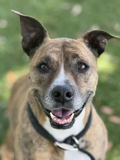A young large-sized female Boxer dog named Lauris for adoption in Daytona Beach, FL