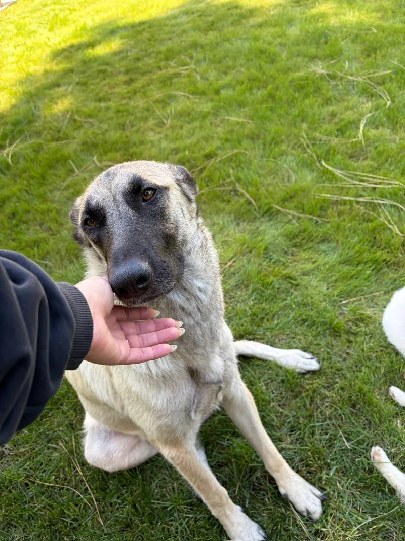 A young medium-sized female Shepherd dog named Janie for adoption in santa monica, CA