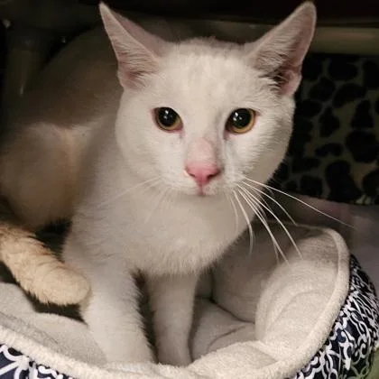 An adult small-sized male Domestic Short Hair cat named Dan for adoption in Scotia, NY