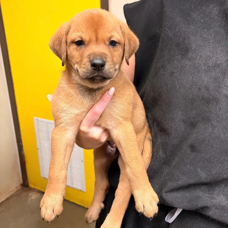 A baby small-sized male Yellow / Tan / Blond / Fawn Great Pyrenees dog named Ninja Turtle for adoption in Bryan, TX